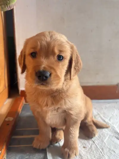 Golden Retriever Labrador (À vendre / For Sale), View more