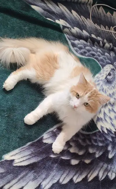 Read full ad - Male cat to Rehome , View more