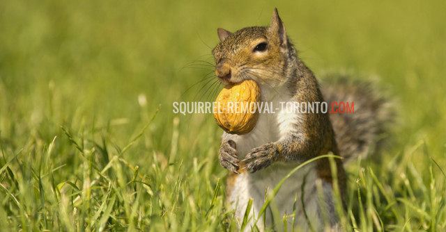 GET RID OF Squirrels | Squirrel Removal Brampton in Other in Mississauga / Peel Region - Image 4