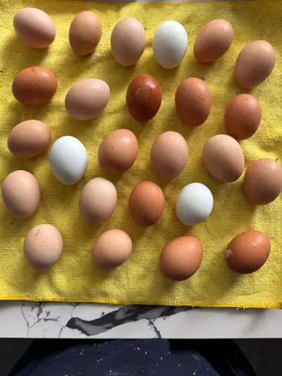 Farm eggs from pasture raised chickens, View more
