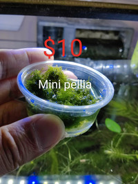 Aquarium plants --- mini pellia
