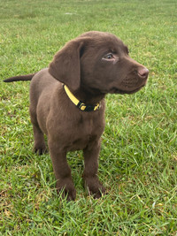Beautiful Purebred labs to rehome