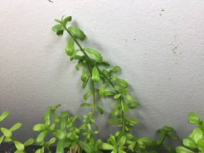 Aqua plant bacopa monnieri for sale, View more
