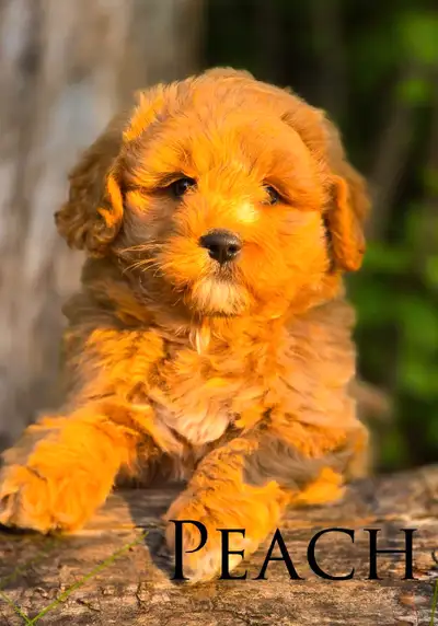 Mini Bernedoodle Puppies, View more