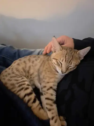 Savannah Cat, View more