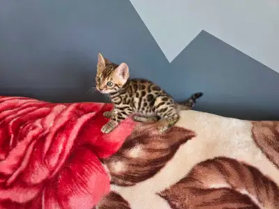 Bengal kittens , View more