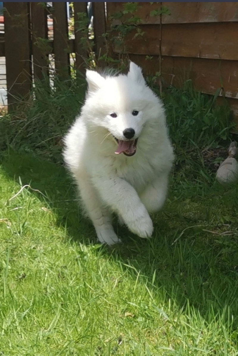 100 Pure Female Samoyed puppy & Brand new Crate Dogs & Puppies for