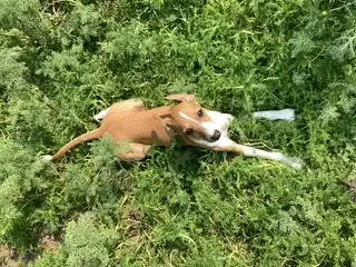 Italian Greyhound puppies, View more