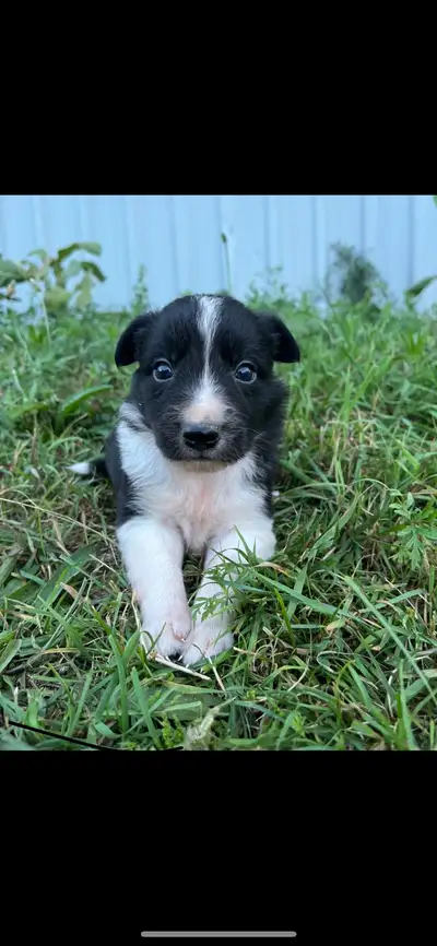 CBCA Registered Border Collie Puppies for sale, View more