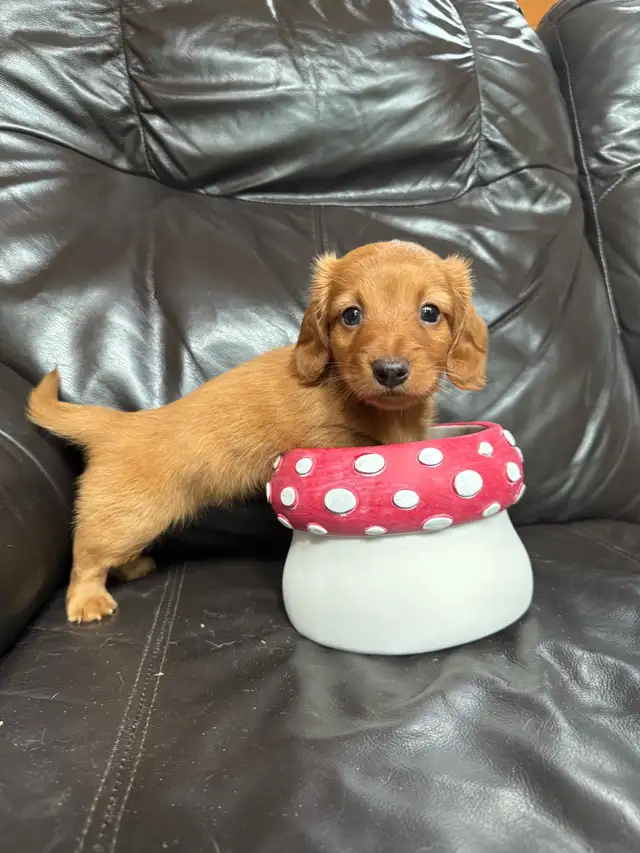 teckel poil long in Dogs & Puppies for Rehoming in Granby - Image 10