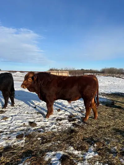 2yr old Gelbvieh Bull, View more