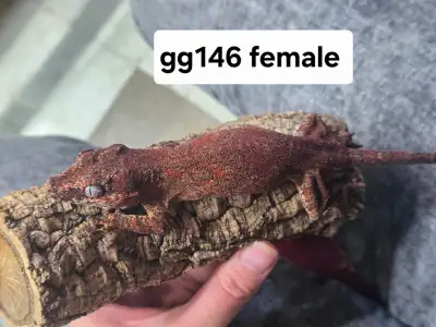 Female red base red blotch gargoyle gecko with large exoterra en, View more