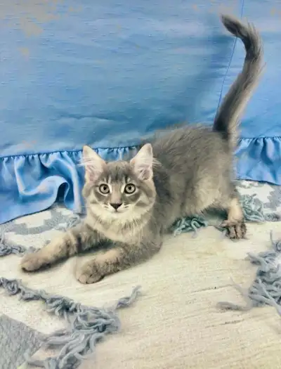 Family-Friendly Maine Coon Kitten for Sale, View more