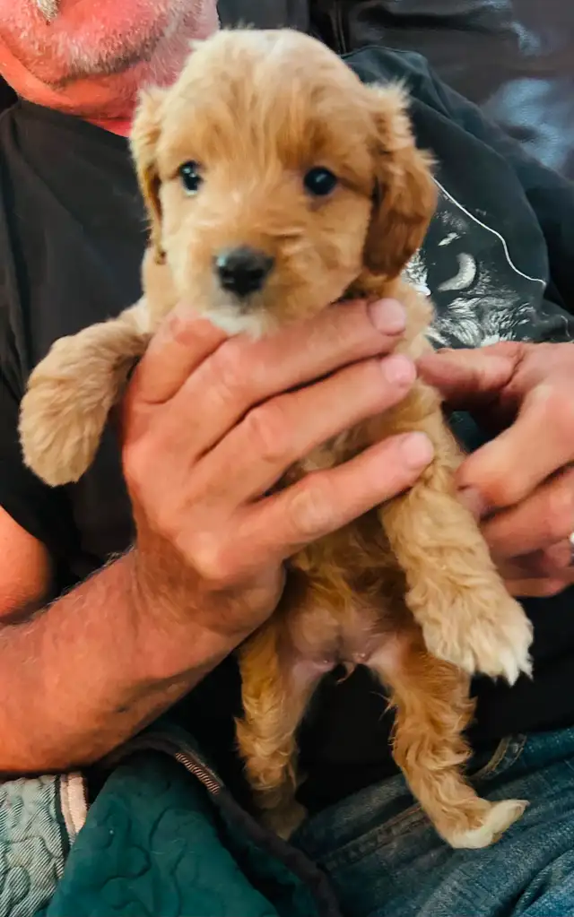 Beautiful Cavapoo Puppies in Dogs & Puppies for Rehoming in Markham / York Region - Image 8