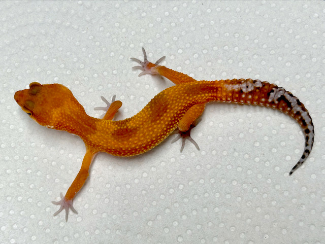 Pumpkin, leopard geckos: in Reptiles & Amphibians for Rehoming in City of Halifax - Image 2