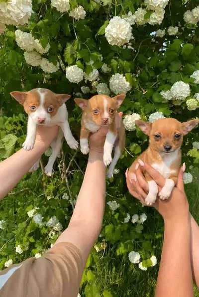 3 absolutely adorable Chihuahua puppies raised indoor, learned potty training, got vaccinated, healt...