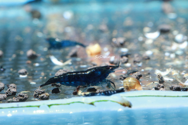 BEAUTIFUL FRESHWATER SHRIMP in Fish for Rehoming in North Bay - Image 3