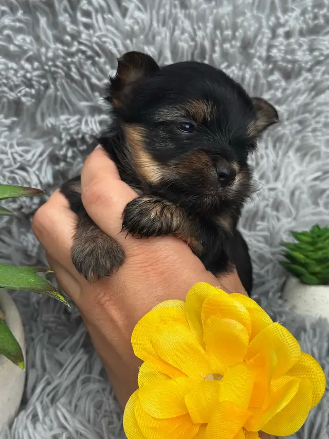 Yorkshire toy in Dogs & Puppies for Rehoming in Longueuil / South Shore - Image 4