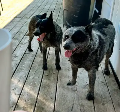 6 Year Old Intact Male And Female Blueheelers , View more