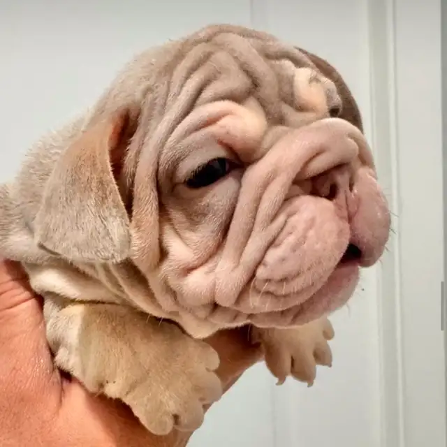 BOULEDOGUE FRANCAIS / FRENCH BULLDOG in Dogs & Puppies for Rehoming in Laval / North Shore - Image 4