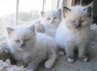 Purebred RAGDOLL kittens- NEW LITTER born