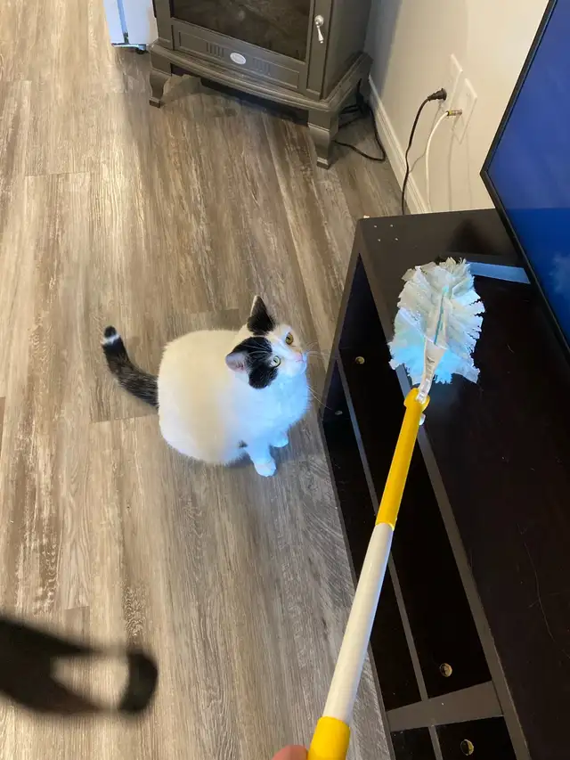 Skye’s The Limit Cleanings580567512059760645