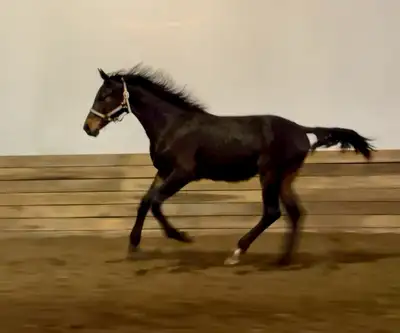 2024 Hanoverian colt, View more