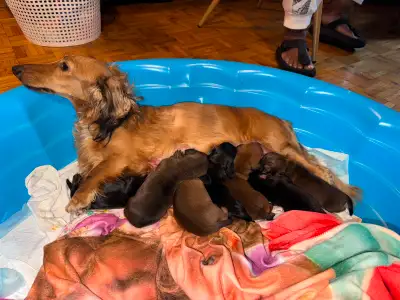 Full Bred Miniature Dacshund Puppies, View more