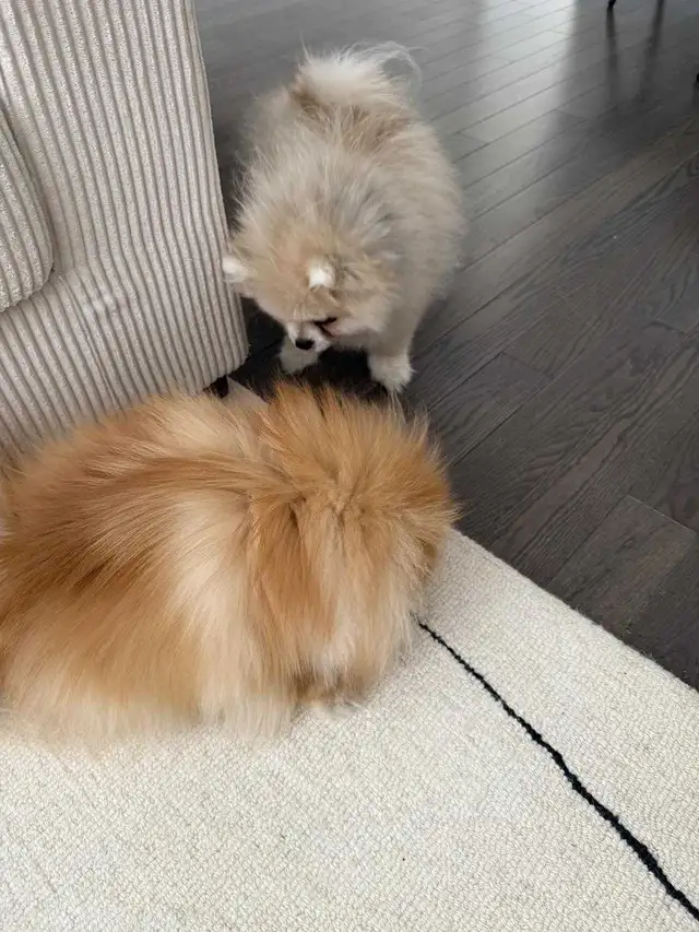 Pomeranian in Dogs & Puppies for Rehoming in City of Toronto - Image 4