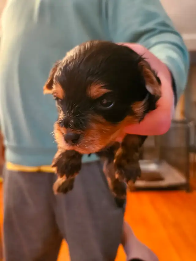 PUREBRED QUALITY YORKIES by Registered and experienced breeder in Dogs & Puppies for Rehoming in City of Toronto - Image 2