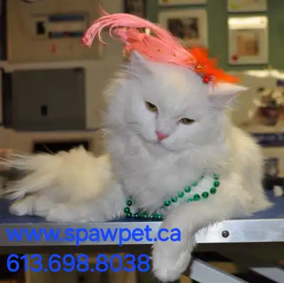 HOME BASED DOG AND CAT CERTIFIED GROOMER, View more
