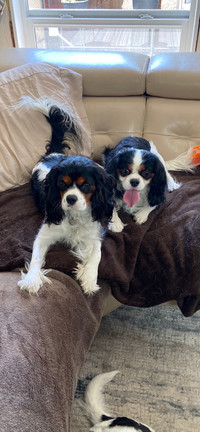 Cavalier King Charles puppy