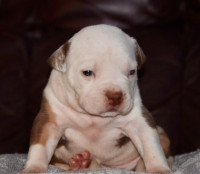 Bulldog Puppies for Rehoming