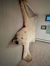 Polar bear rug