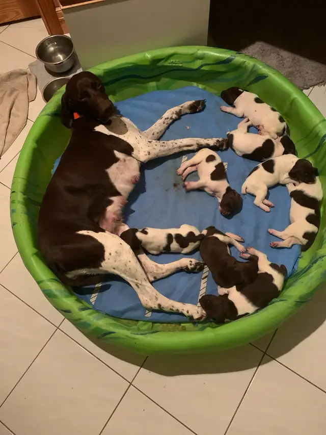 German Shorthair Pointer  Puppies Registered in Dogs & Puppies for Rehoming in Windsor Region - Image 7