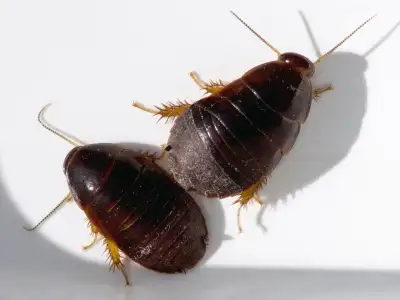 Juvenile Surinam Cockroach (Pycnoscelus surinamensis), View more