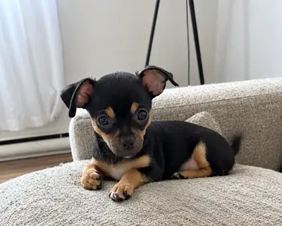 Petite Femelle Chihuahua❤️, View more