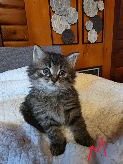 kitten for rehoming, View more
