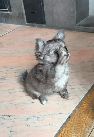 Top quality longhair applehead Chihuahua female!, View more