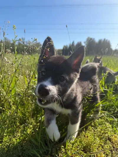 Huskita Puppies  (Husky × Akita Mix), View more