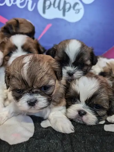 I have 2 beautiful litters of pure shih-tzu puppies. Parents have international pedigree and pure bl...