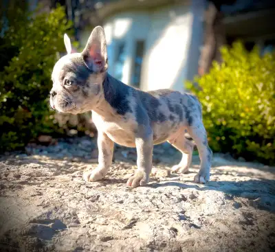 Chiot Bulldog français pure race J’ai un mâle merle lilas né le 10 février. Il est prêt à partir. J’...