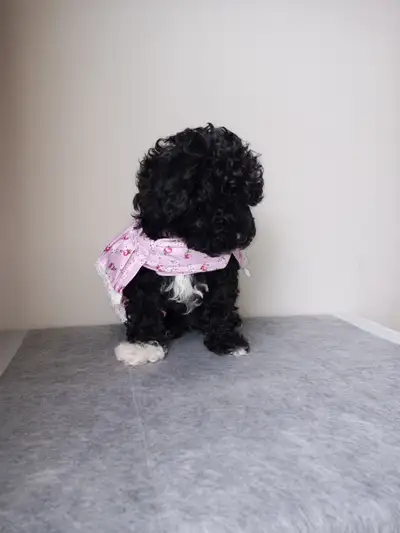 Sweetest toy poodle looking for her forever family she is the last pup and is adorable with her shor...
