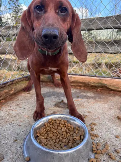 1 year old redbone coonhound. Born and raised on the farm. Was going to be used as a working dog but...