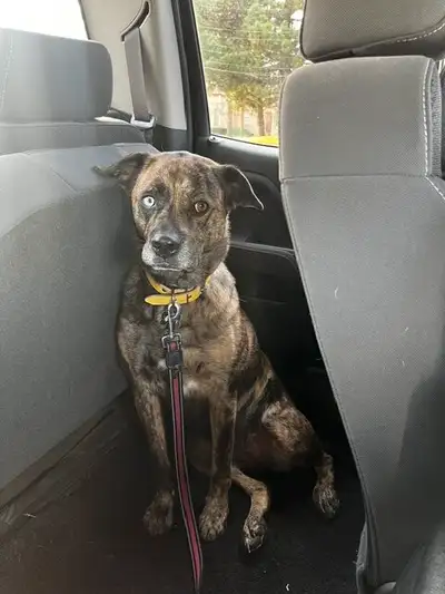 Maizie is a stunning combination of an Australian Shepherd and a Cane Corso with one blue and one br...