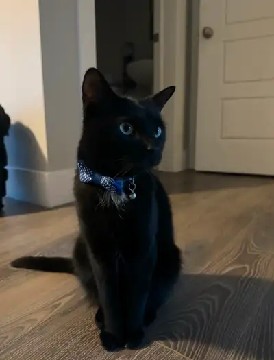 Looking to rehome Panther He is 3.5 years old No charge for cat $0 Extremely calm cat, doesn’t attac...