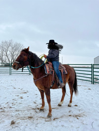 Ranch Horse for sale O.B.O