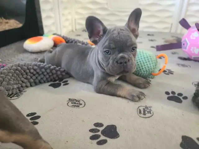 French Bulldog Puppies Ready May 19th in Dogs & Puppies for Rehoming in Thunder Bay - Image 8