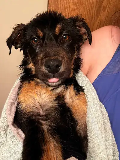 These adorable rescue pups are now ready for rehoming and are looking for their forever families! Th...