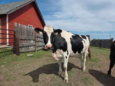 Calm holstein cow, is bred to purebred holstein and is due to calve Jan. She is currently dried off....